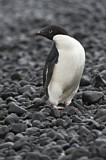 Image. Adeliepinguin