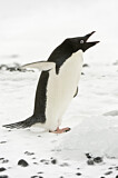 Image. Adeliepinguin