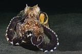 Image. Ader-Oktopus
