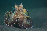 Image. Ader-Oktopus