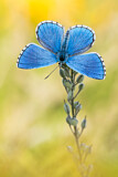 Image. Adonis Blue