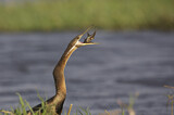 Image. African Darter