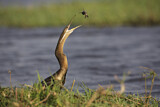 Image. African Darter