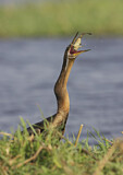 Image. African Darter