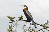 Image. African Darter