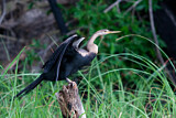 Image. African Darter