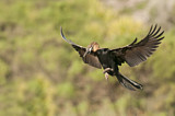 Image. African Darter