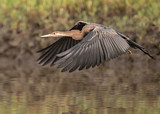 Image. African Darter