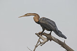Image. African Darter