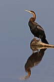 Image. African Darter