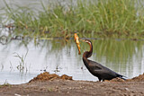 Image. African Darter