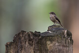 Image. African Dusky Flycatcher