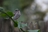 Image. African Dusky Flycatcher