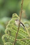 Image. African Dusky Flycatcher