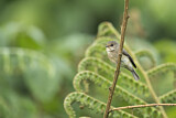 Image. African Dusky Flycatcher