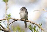 Image. African Dusky Flycatcher