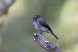 Image. African Dusky Flycatcher