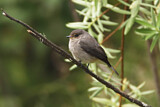 Image. African Dusky Flycatcher