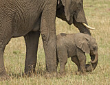 Image. African Elephant