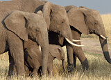 Image. African Elephant