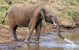 Image. African Elephant