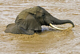 Image. African Elephant