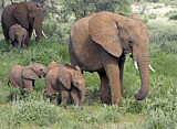 Image. African Elephant