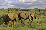 Image. African Elephant