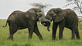 Image. African Elephant