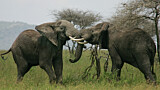 Image. African Elephant