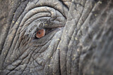 Image. African Elephant