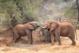 Image. African Elephant