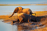 Image. African Elephant