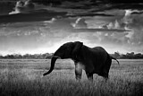 Image. African Elephant