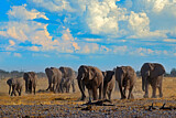 Image. African Elephant