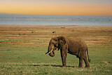 Image. African Elephant