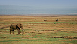 Image. African Elephant