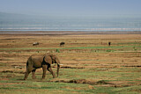 Image. African Elephant