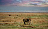 Image. African Elephant