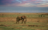 Image. African Elephant