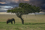 Image. African Elephant