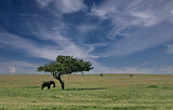Image. African Elephant