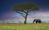 Image. African Elephant
