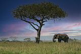 Image. African Elephant