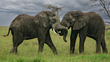 Image. African Elephant