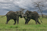 Image. African Elephant