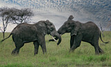 Image. African Elephant