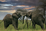 Image. African Elephant