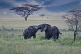 Image. African Elephant