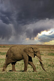 Image. African Elephant